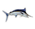 LPFISH1