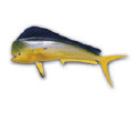 LPFISH3