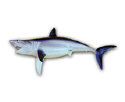 LPFISH5