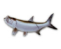LPFISH7