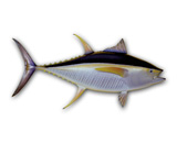 LPFISH2